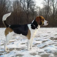 Beagle-Harrier - Foto 2