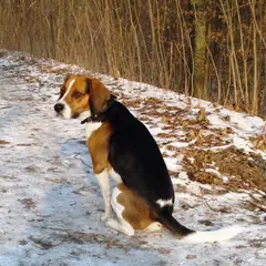 Beagle-Harrier - Foto 3