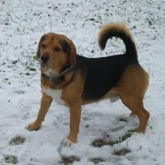 Beagle-Harrier - Foto 5