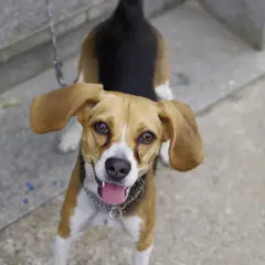 Beagle-Harrier - Foto 6