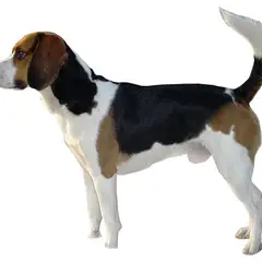 Beagle-Harrier - Foto 10