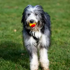 Bearded Collie - Photo 5