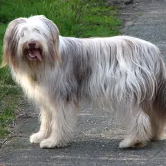 Bearded Collie - Photo 6