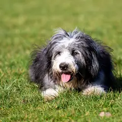 Bearded Collie - Photo 8