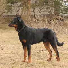 Beauceron - Foto 2