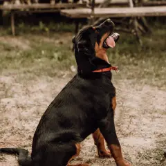 Beauceron - Foto 3