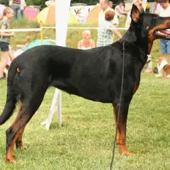 Beauceron - Foto 4
