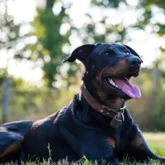 Beauceron - Foto 6