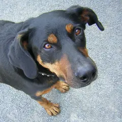 Beauceron - Foto 7