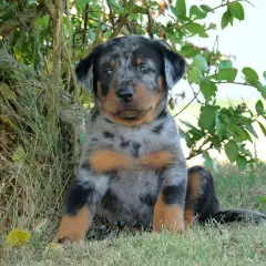 Beauceron - Foto 8