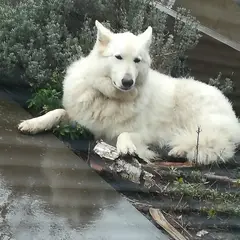 White Swiss Shepherd Dog - Photo 2