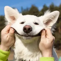 White Swiss Shepherd Dog - Photo 7