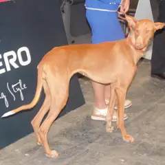 Podenco canario - Photo 3