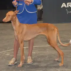 Podenco canario - Photo 4