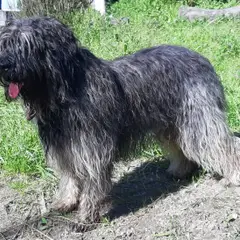 Cão da Serra de Aires - Foto 2
