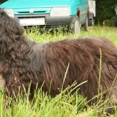 Cão da Serra de Aires - Foto 3