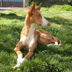 Ibizan Hound - Photo 2
