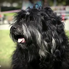 Cão da Serra de Aires - Foto 4