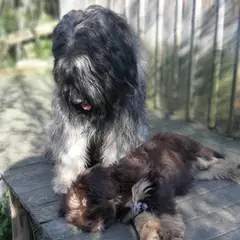 Cão da Serra de Aires - Foto 5