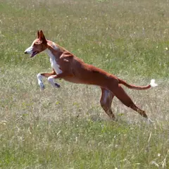Ibizan Hound - Photo 3