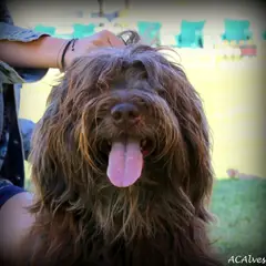Cão da Serra de Aires - Foto 7