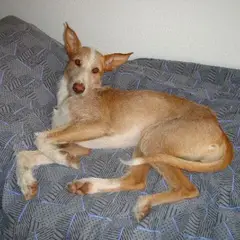 Ibizan Hound - Photo 4