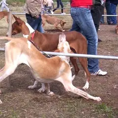 Ibizan Hound - Photo 5