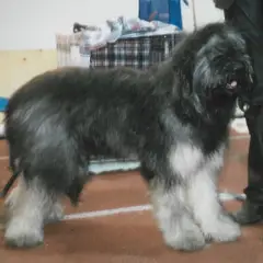 Cão da Serra de Aires - Foto 8