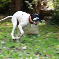 Pointer Inglês - Foto 2
