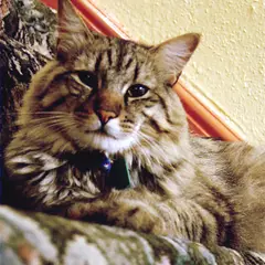 American Bobtail - Photo 1
