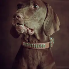 Pudelpointer - Photo 2