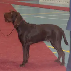 Pudelpointer - Photo 3