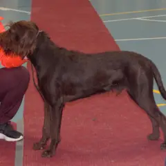 Pudelpointer - Photo 4