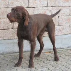 Pudelpointer - Photo 5
