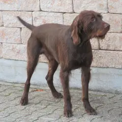 Pudelpointer - Photo 6