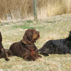 Pudelpointer - Photo 7