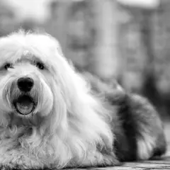 Bobtail - Photo 4