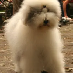 Bobtail - Photo 6