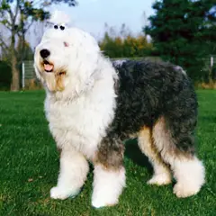 Bobtail - Photo 7