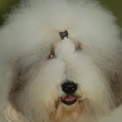 Bobtail - Photo 8
