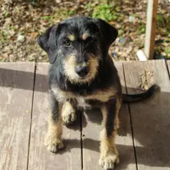 Border Terrier - Foto 4
