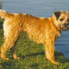 Border Terrier - Foto 10