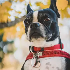 Boston Terrier - Photo 2