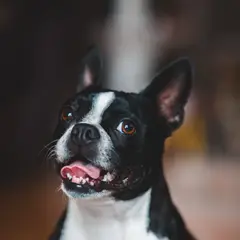 Boston Terrier - Photo 3