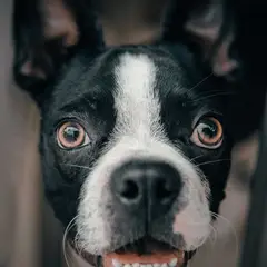 Boston Terrier - Photo 4