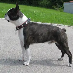 Boston Terrier - Photo 5