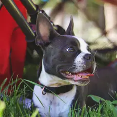 Boston Terrier - Photo 6
