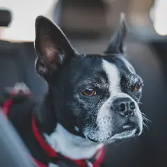 Boston Terrier - Photo 7