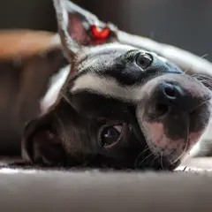 Boston Terrier - Photo 8