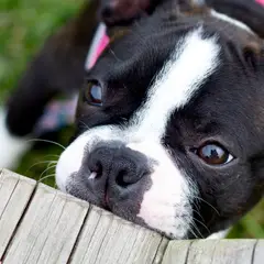 Boston Terrier - Photo 9